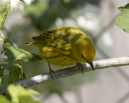 Yellow Warbler 6989